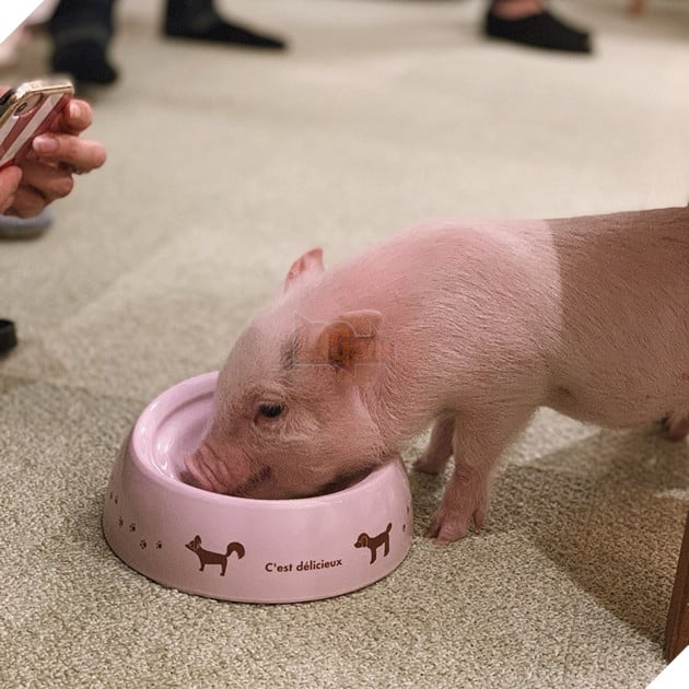 Cà phê chó, mèo thì thấy nhiều rồi. Bạn muốn mới lạ? Chào mừng bạn đến quán cà phê... heo có 1-0-2 ở Nhật Bản! - Ảnh 10.