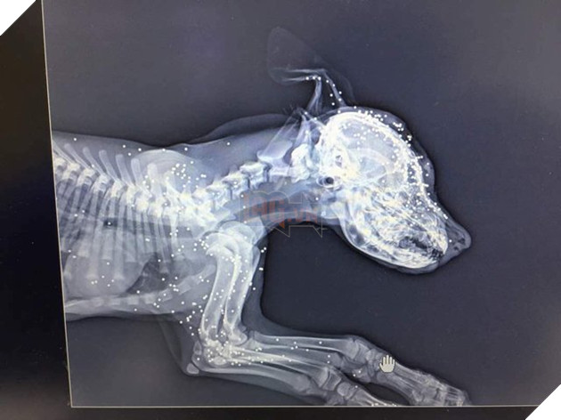 Bị bắn 12 viên đạn súng hơi vào đầu, chú chó nhỏ vẫn sống sót đầy kỳ tích - Ảnh 2.