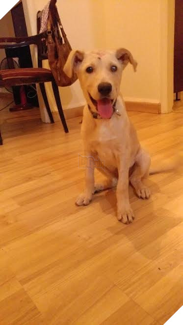 Bị bắn 12 viên đạn súng hơi vào đầu, chú chó nhỏ vẫn sống sót đầy kỳ tích - Ảnh 3.