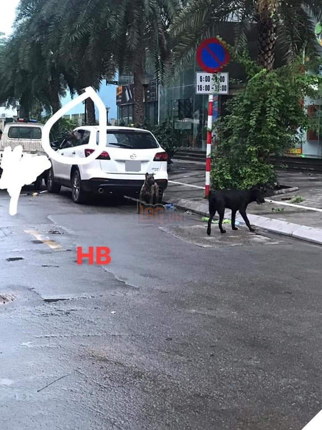 Cả tuyến phố bị phong tỏa vì 3 con chó dữ lao ra khỏi xe ô tô, người dân tá hỏa không dám đi lại