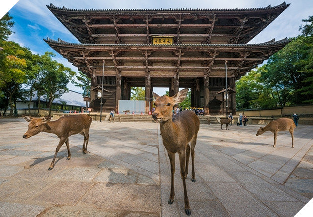  
Những chú nai này là biểu tượng của công viên cổ xưa Nara.