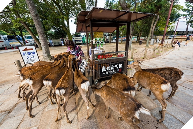  
Thức ăn duy nhất mà chúng được phép ăn là một loại bánh quy được bán tại các quầy bên trong công viên.