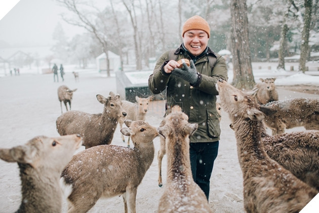  
Bầy nai ở công viên Nara được thả rông cho đi khắp nơi, và thường đi theo "quấy rối" xin ăn khách tham quan.