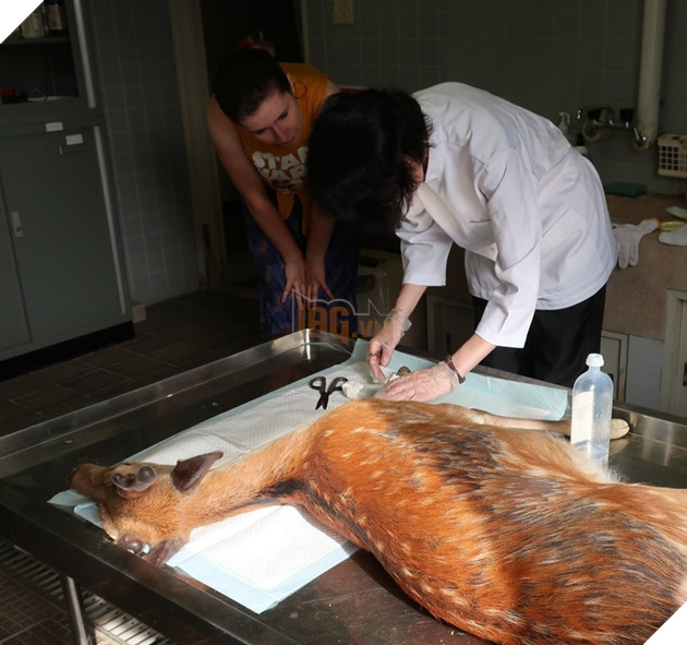  
Con nai ở công viên Nara chết trong tình trạng ốm yếu và thiếu cân.