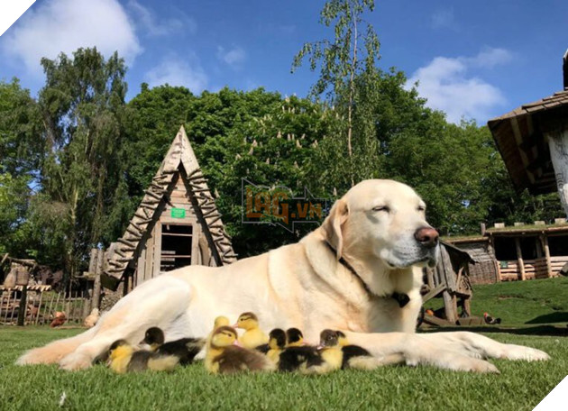 Đáng yêu hết nấc: Vịt mẹ bỏ đi, chú chó hảo tâm cưu mang bầy vịt con, chăm sóc và bơi cùng chúng - Ảnh 3.