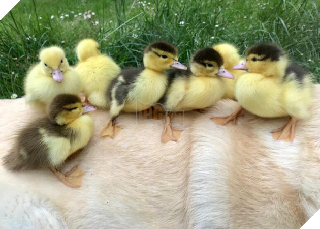 Đ&#225;ng y&#234;u hết nấc: Vịt mẹ bỏ đi, ch&#250; ch&#243; hảo t&#226;m &quot;cưu mang&quot; bầy vịt con, chăm s&#243;c v&#224; bơi c&#249;ng ch&#250;ng - Ảnh 1.