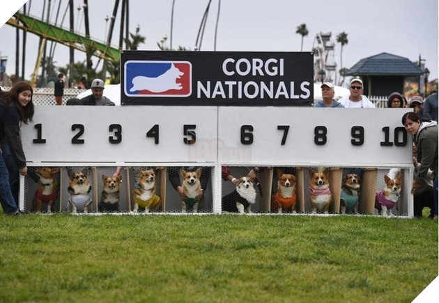 Cuộc đua dễ thương của dàn thú cưng ở California - Ảnh 1.