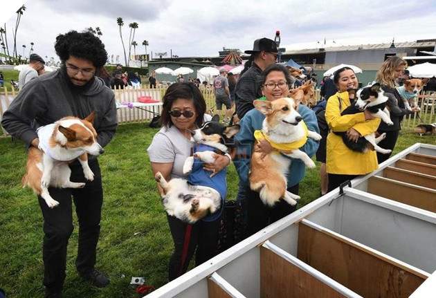 Cuộc đua dễ thương của dàn thú cưng ở California - Ảnh 2.