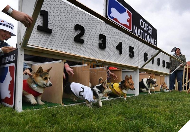 Cuộc đua dễ thương của dàn thú cưng ở California - Ảnh 3.