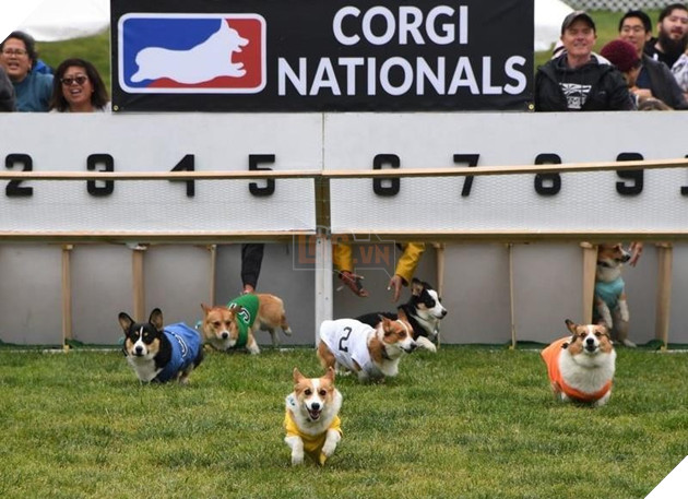 Cuộc đua dễ thương của dàn thú cưng ở California - Ảnh 4.