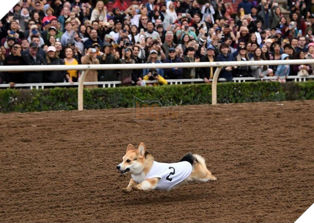 Cuộc đua dễ thương của dàn thú cưng ở California - Ảnh 5.