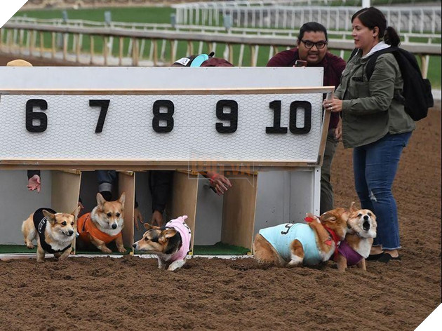 Cuộc đua dễ thương của dàn thú cưng ở California - Ảnh 6.