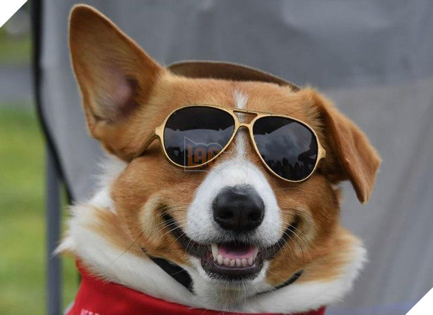 Cuộc đua dễ thương của dàn thú cưng ở California - Ảnh 7.