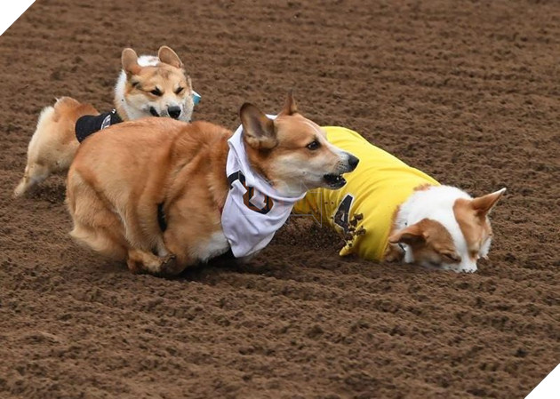 Cuộc đua dễ thương của dàn thú cưng ở California - Ảnh 8.