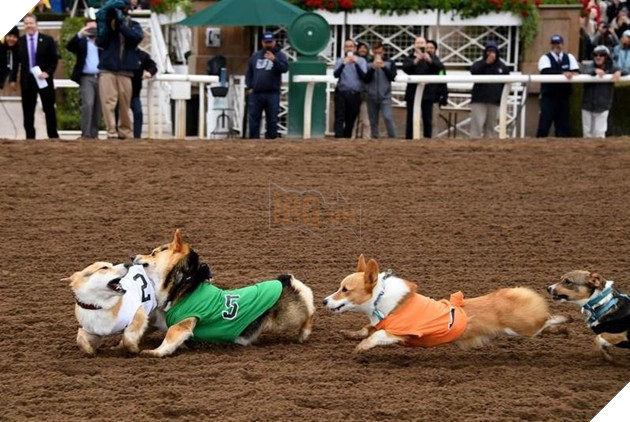 Cuộc đua dễ thương của dàn thú cưng ở California - Ảnh 9.