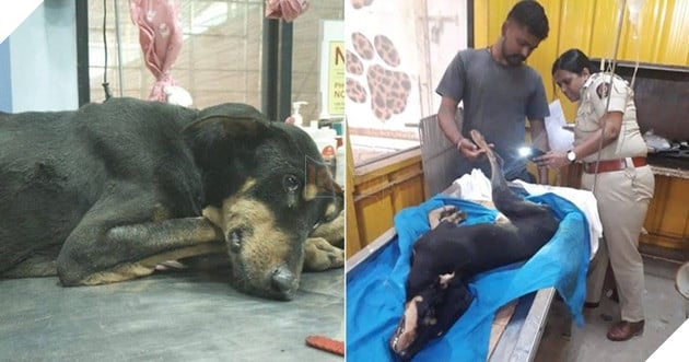 Phẫn nộ hình ảnh chú chó đã chết sau khi bị trói, hiếp dâm tập thể bởi 4 người đàn ông ở Ấn Độ