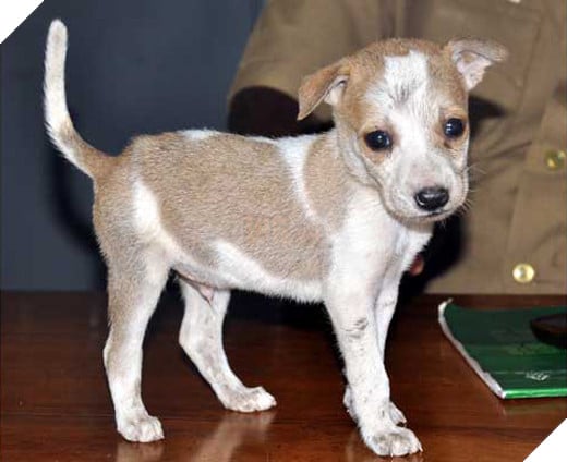  
Chú chó được tách rời khỏi khỉ mẹ để người ta chăm sóc.