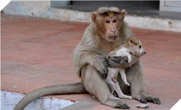  
Khỉ mẹ nhận nuôi chú chó con và chăm sóc nó không khác gì con đẻ.