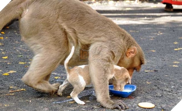  
Con khỉ nhường cho chó con ăn trước rồi nó mới ăn sau.