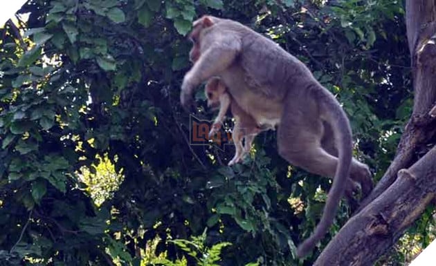  
Hình ảnh này khiến người ta lo ngại cho tính mạng chú chó.