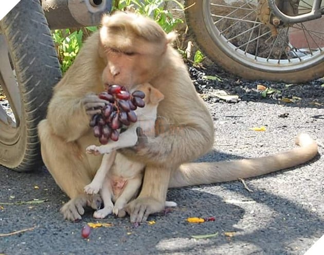  
Nó còn đút nho cho chó con ăn.