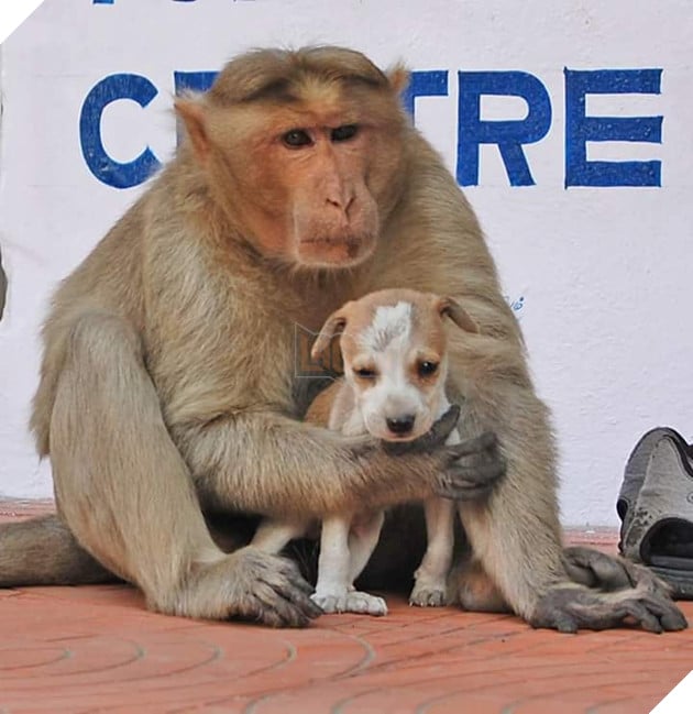  
Tuy nhiên câu chuyện này lại kết thúc không có hậu.