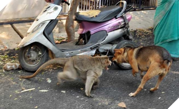  
Bảo vệ chú chó khỏi bầy chó dữ.
