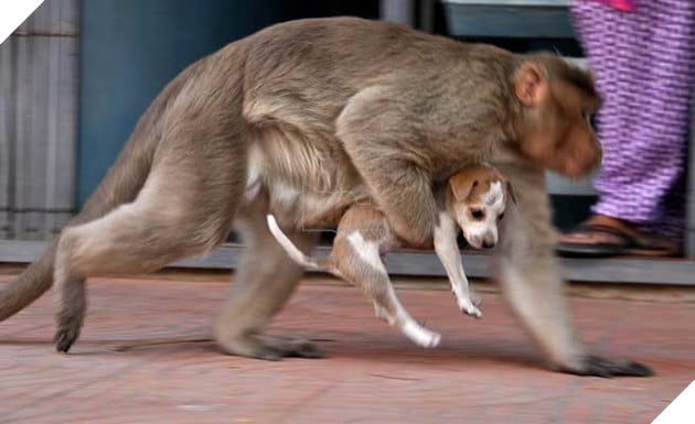  
Bồng bế nó đi khắp nơi.