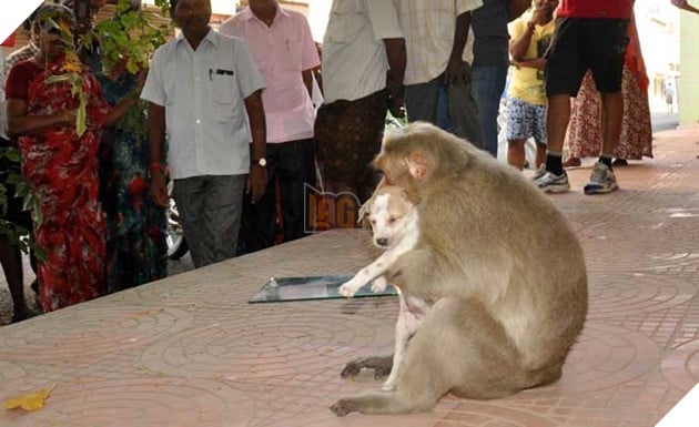 Cảm động khỉ mẹ mất con nhận nuôi chú chó nhỏ, còn nhường cho nó ăn trước