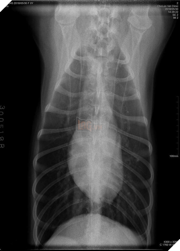   Thật may mắn là chú chó liều lĩnh này không gặp vấn đề gì nghiêm trọng  