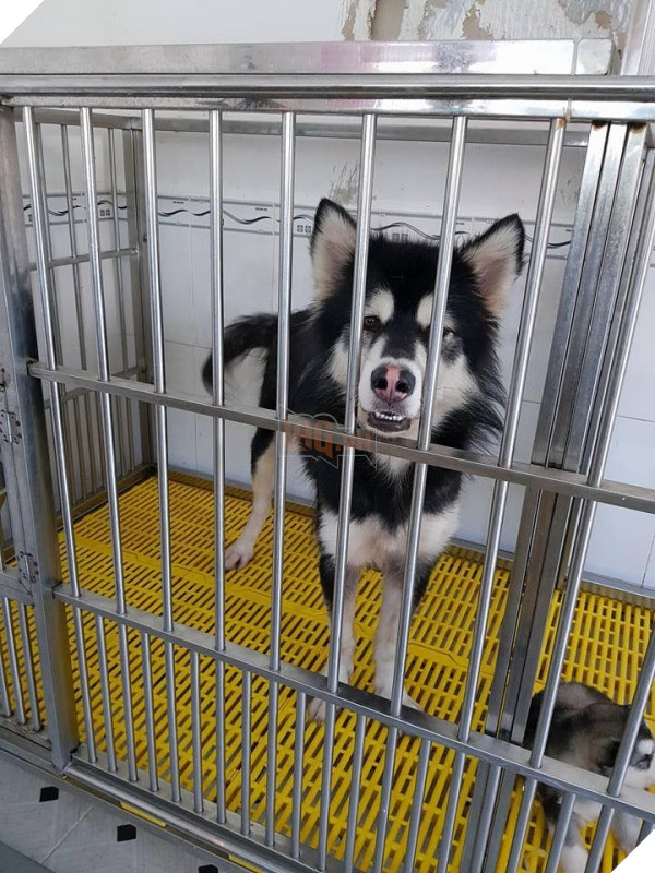   Nhìn mặt còn hớn hở lắm  