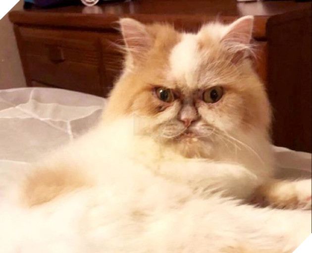 Mặt mũi lúc nào cũng khó ở, chú mèo data-original=