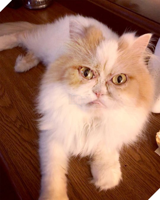 Mặt mũi lúc nào cũng khó ở, chú mèo Ba Tư được dân mạng thích thú tôn làm Grumpy Cat thế hệ mới - Ảnh 2.