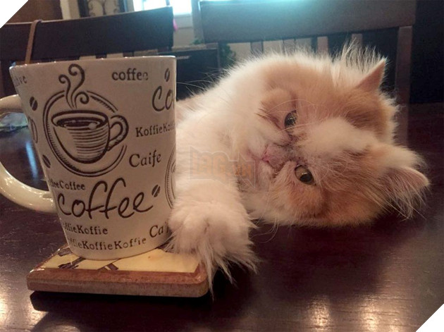 Mặt mũi lúc nào cũng khó ở, chú mèo Ba Tư được dân mạng thích thú tôn làm Grumpy Cat thế hệ mới - Ảnh 3.