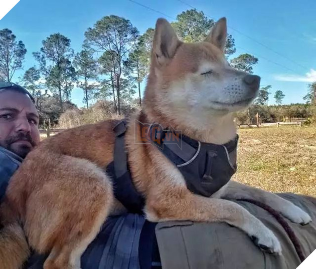 Câu chuyện của chú chó mù bị trầm cảm, được ông chủ cõng đi khắp thế giới cho khuây khỏa - Ảnh 7.