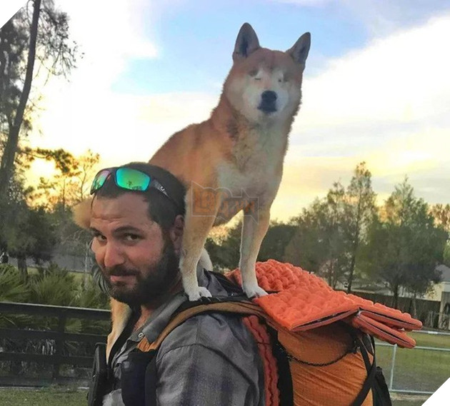 Câu chuyện của chú chó mù bị trầm cảm, được ông chủ cõng đi khắp thế giới cho khuây khỏa - Ảnh 8.