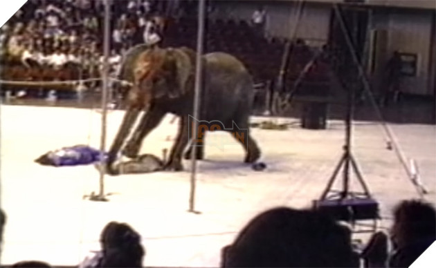  
Tyke tấn công người huấn luyện ngay trên sân khấu.