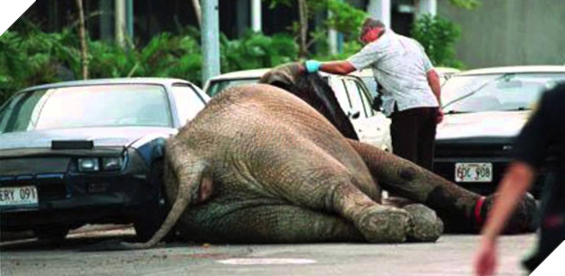  
Cái chết của nó giống như một sự giải thoát, cuối cùng nó cũng được tự do.