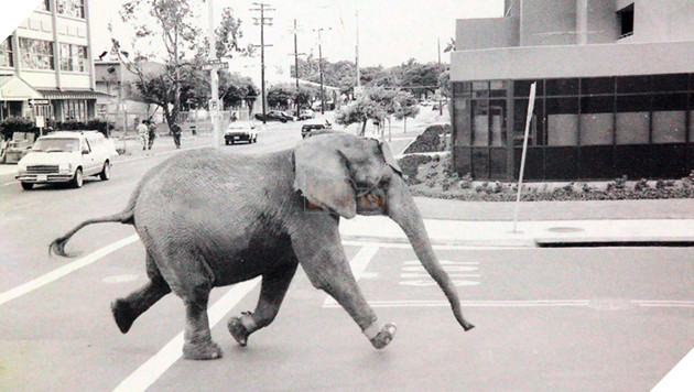  
Hình ảnh Tyke vùng chạy trên phố chỉ vài phút trước khi bị bắn chết đã trở thành biểu tượng cho bi kịch xiếc thú.