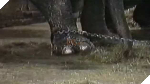  
Tyke bị xiềng xích 22 tiếng mỗi ngày.