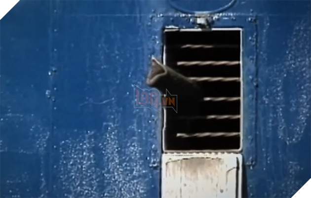  
Nó vươn vòi ra cửa sổ như muốn tìm kiếm tự do.