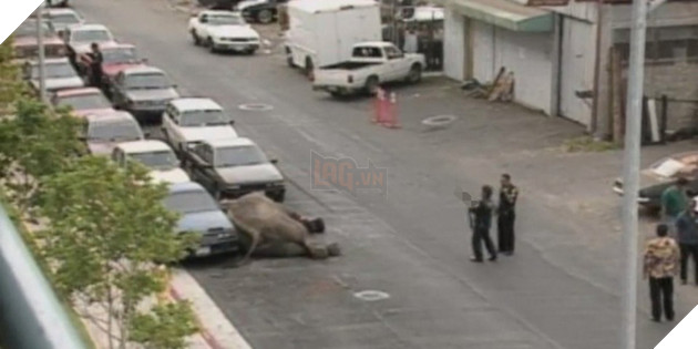  
Con vật tội nghiệp chết trong đau đớn và cô độc, không một ai đứng ra bảo vệ nó.