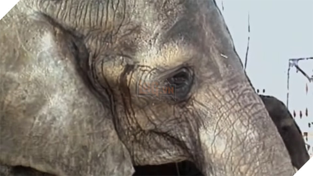  
Ánh mắt buồn bã của nó khi phải sống trong giam cầm và bị đánh đập quá lâu.