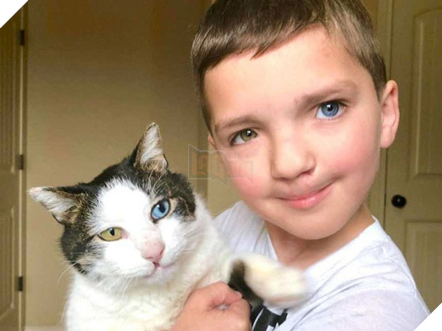 Cùng màu mắt, cùng bị tật ở miệng, số phận đã an bài cho cậu bé đáng thương và chú mèo hoang trở thành tri kỷ - Ảnh 1.