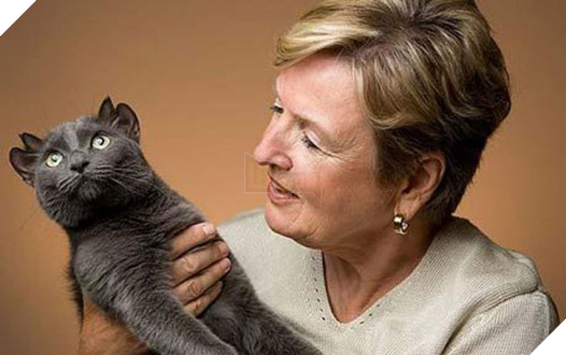 Bé mèo 4 tai cực ngộ nghĩnh và đáng yêu đốn tim cộng đồng mạng 2