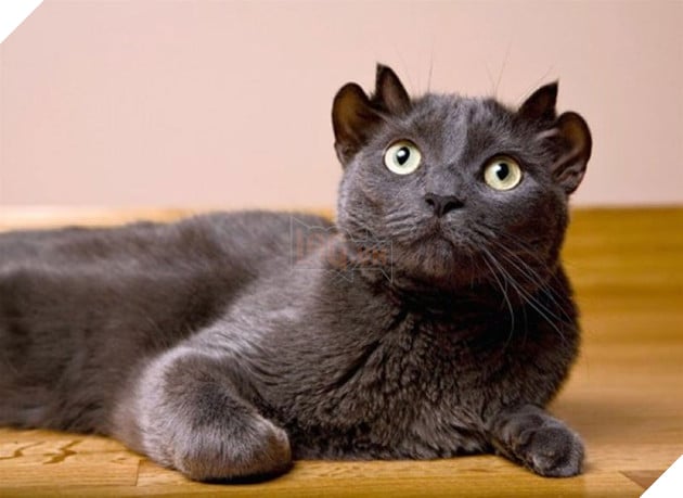 Bé mèo 4 tai cực ngộ nghĩnh và đáng yêu đốn tim cộng đồng mạng