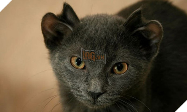 Bé mèo 4 tai cực ngộ nghĩnh và đáng yêu đốn tim cộng đồng mạng 3