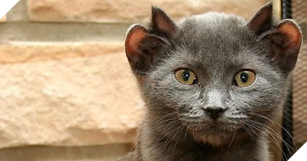 Bé mèo 4 tai cực ngộ nghĩnh và đáng yêu đốn tim cộng đồng mạng 4