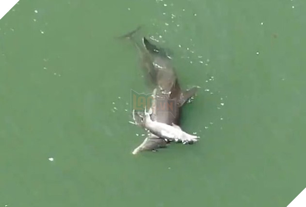 Cá heo ôm xác con đẩy lên mặt nước trong tuyệt vọng: Câu chuyện buồn chứng minh tình mẫu tử ở động vật là có thật - Ảnh 5.