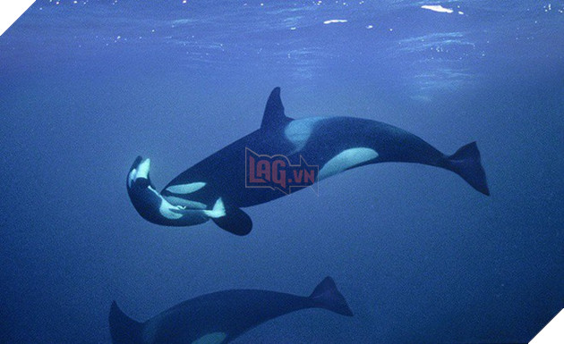 Cá heo ôm xác con đẩy lên mặt nước trong tuyệt vọng: Câu chuyện buồn chứng minh tình mẫu tử ở động vật là có thật - Ảnh 1.